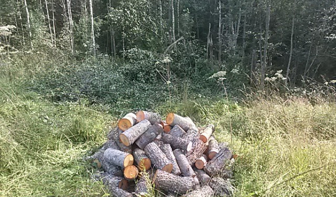 В Тверской области мужчина незаконно нарубил 30 кубометров древесины