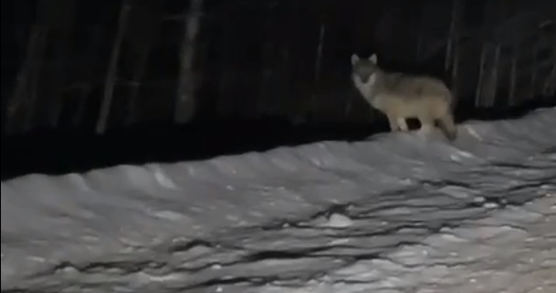 На дорогах в Тверской области бегают волки