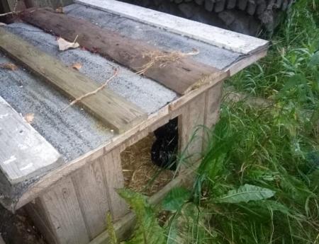 Житель посёлка Оленино прятал коноплю в собачьей будке