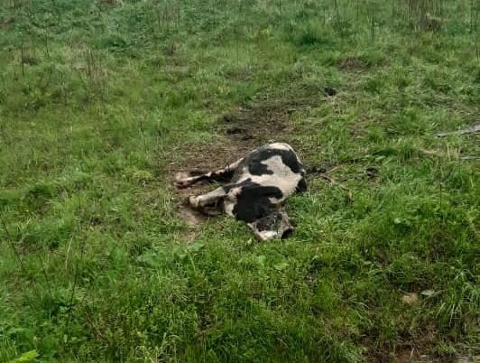 В Тверской области на предприятии продолжает погибать скот
