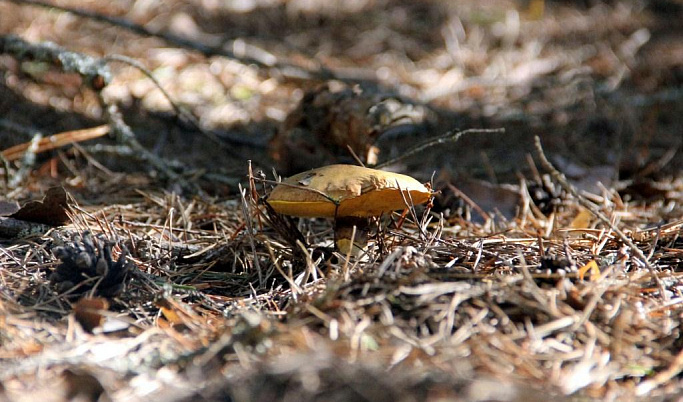 С начала грибного сезона в лесах Тверской области погибли 7 человек
