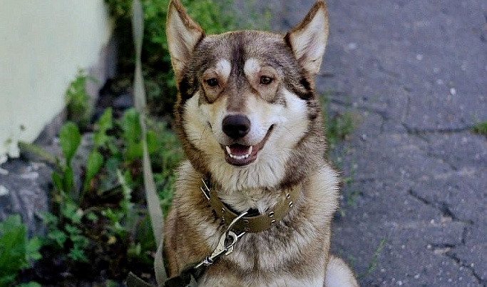 В двух округах Тверской области начался отлов безнадзорных собак 