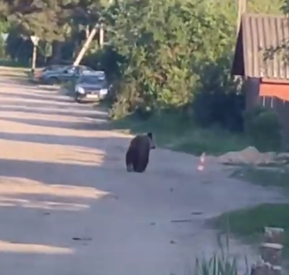 В деревне Максатихинского округа заметили медвежонка