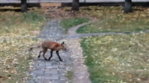 В центральной аллее поселка Тверской области увидели лису
