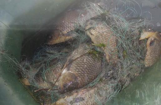 В Вышневолоцком районе браконьеры наловил рыбы на 430 тысяч рублей