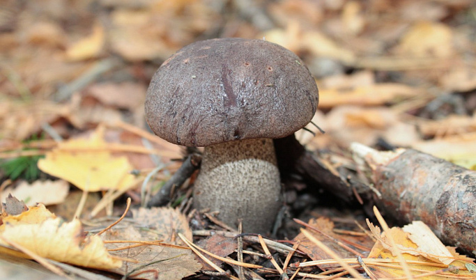 Биологи рассказали о том, какие грибы в Тверской области сохраняются до сильных морозов
