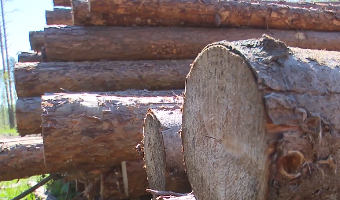 В Тверской области ИП получил штраф за складирование древесины вдоль трассы 