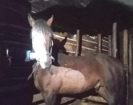 В Тверской области сотрудники полиции вернули фермеру любимого коня