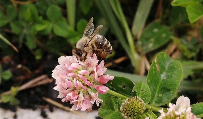 На пасеке в Старицком районе пчелы заразились опасной болезнью