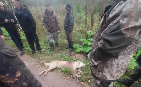 В Тверской области застрелили нападавшего на местных жителей и животных волка