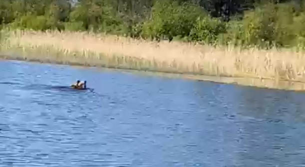 Рядом с деревней в Тверской области встретили плавающего медведя