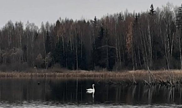Житель Тверской области обеспокоился, что белый лебедь до сих пор не улетел на зимовку