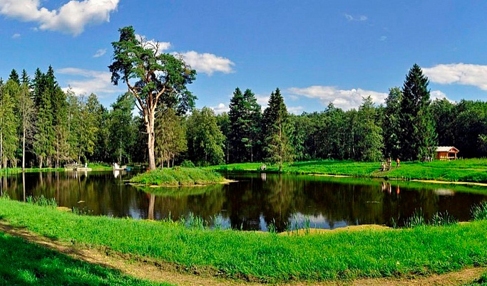 Торжокская сосна стала участником конкурса «Российское дерево года - 2022»