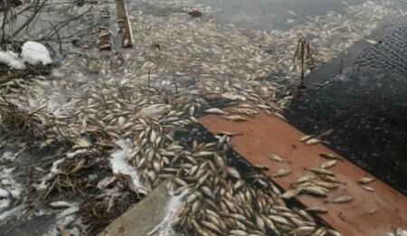 Следственный комитет начал проверку массовой гибели рыбы в Тверской области