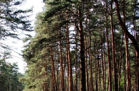 Почти 40 тысяч молодых сосен высадили в Калининском районе Тверской области участники Всероссийского дня посадки леса