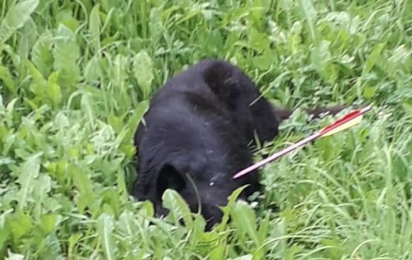 В Тверской области неизвестные вонзили стрелу в бродячего пса