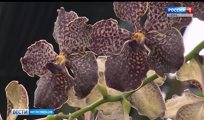 Ботанический сад ТвГУ приглашает на выставку орхидей