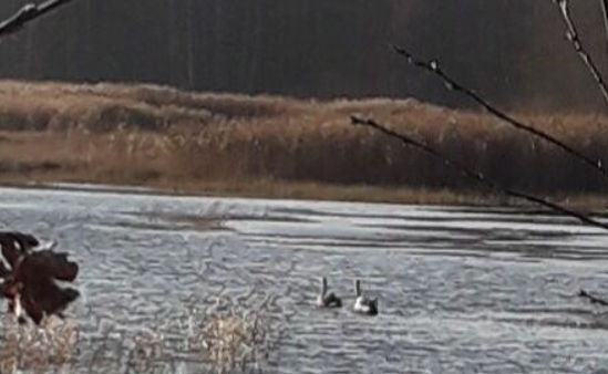 В Тверской области на реке замерзают лебедята