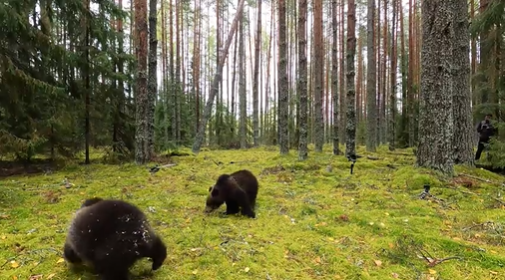 14 подросших медвежат из Тверской области отправились на волю