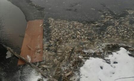Инцидентом с мором рыбы в Тверской области займется специальная комиссия
