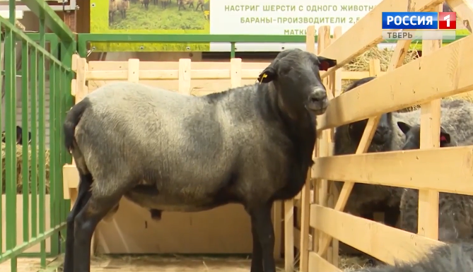 Два овцеводческих предприятия Тверской области готовятся выйти на проектную мощность