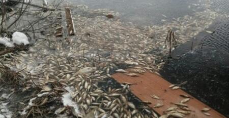 В Тверской области массово гибнет рыба