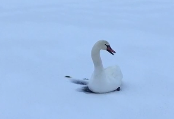 В Тверской области из ледяного плена вызволили лебедя