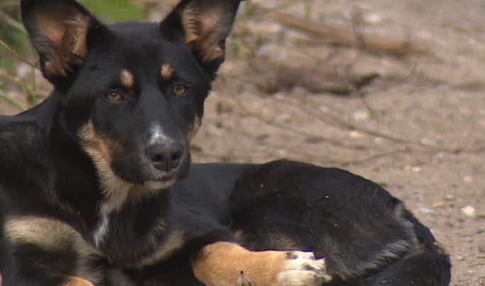В Твери догхантеры снова травят собак: хозяйский пёс погиб от разбросанного яда
