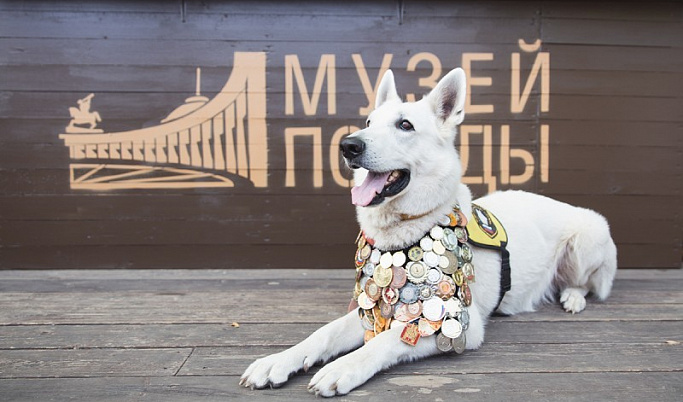 Жителям Тверской области предлагают нарисовать «Портрет фронтовой собаки»