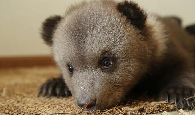 Центр спасения медвежат-сирот показал трапезу подопечных в Тверской области