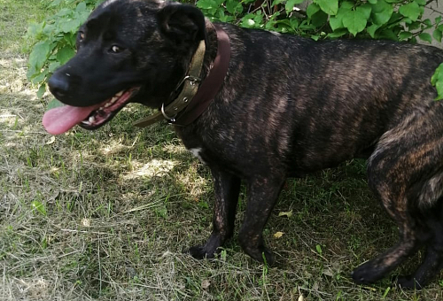 В Тверской области ветеринары спасли бродячую собаку