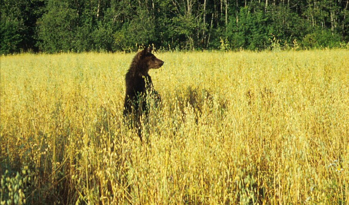 В Тверской области прокомментировали ситуацию с появлением медведей вблизи деревень