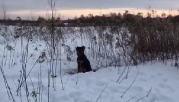 В Тверской области собаку вывезли в поле и бросили умирать