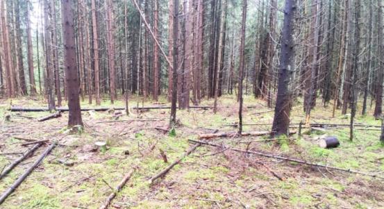 Житель Тверской области незаконно срубил 48 елей