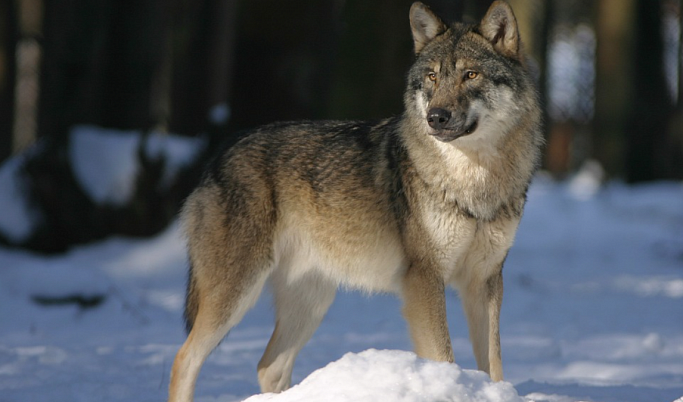 В Тверской области за семь месяцев отстрелили 15 волков