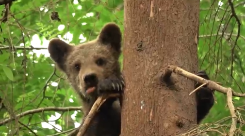 В Торопецком центре спасения медвежат-сирот рассказали, как спасали медвежонка Веснушкина