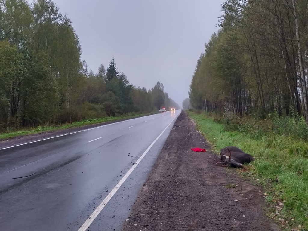 В Тверской области 50-летняя пассажирка «Киа» пострадала в ДТП с лосем