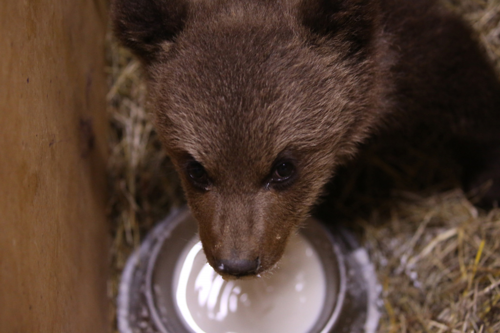 Из Псковской области в Тверскую привезли медвежонка-подкидыша