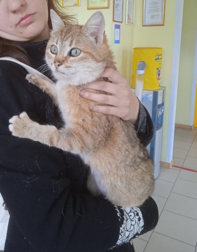 В Твери волонтеры спасли кошку с ножевым ранением