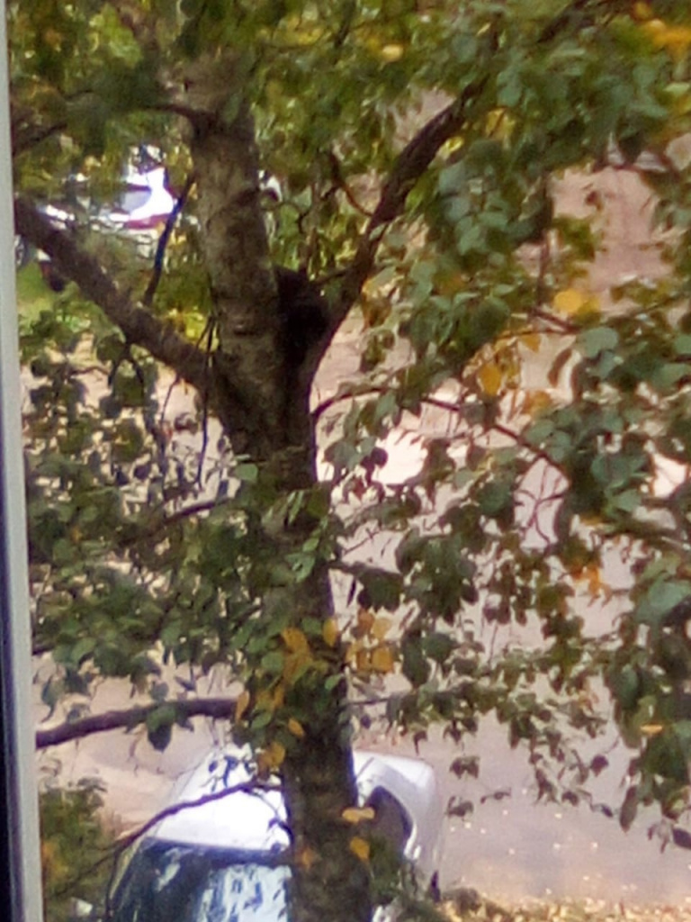 В Твери сотрудники МЧС сняли сидевшую на дереве двое суток кошку