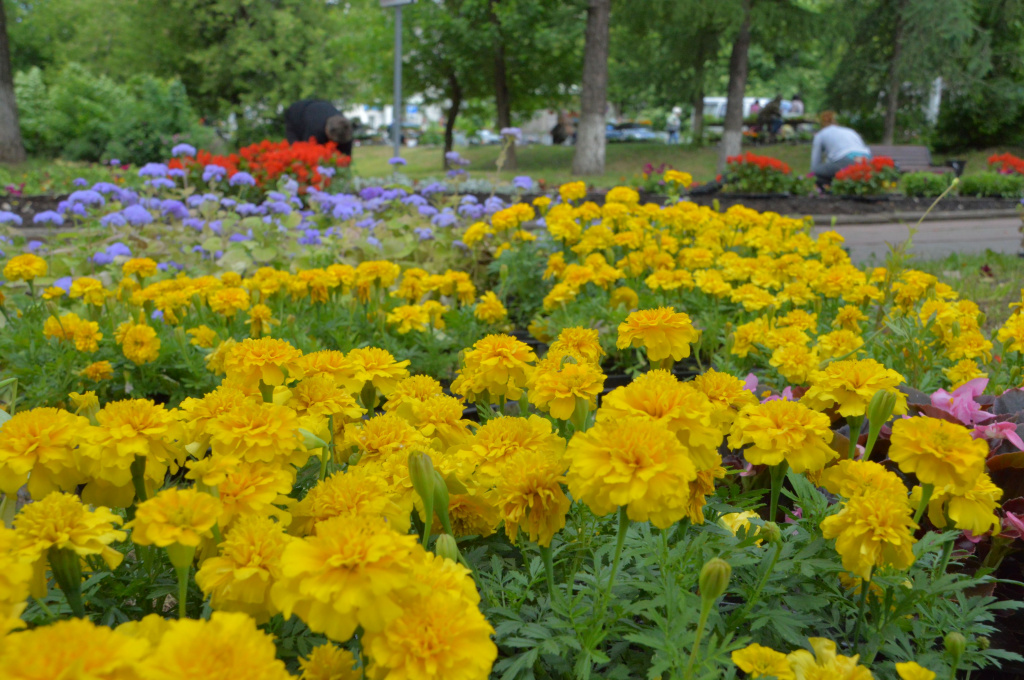 В Твери высадили более 2 тысяч квадратных метров цветников