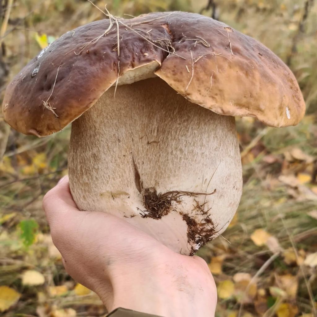 Белый гриб с лицом