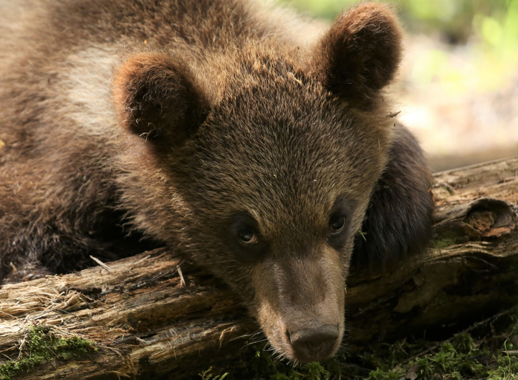 В заповеднике Тверской области растут медвежата