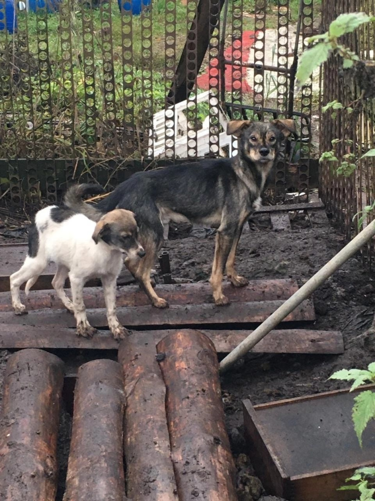 В Тверской области снова нашли собачий концлагерь