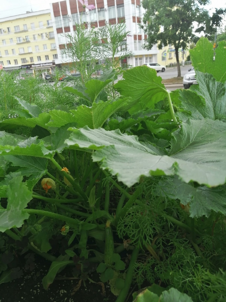 Необычный урожай зреет у площади Капошвара Твери