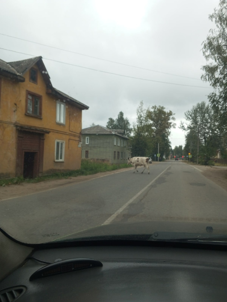 Стадо коров оккупировало город в Тверской области