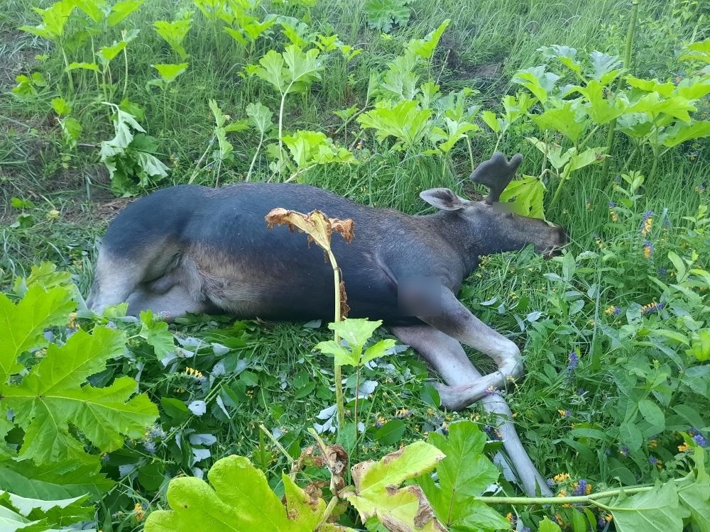 В Тверской области женщина на «ВАЗе» сбила лося