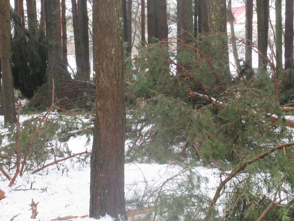 Парк в Рамешках Тверской области временно закрыли из-за поломанных деревьев 