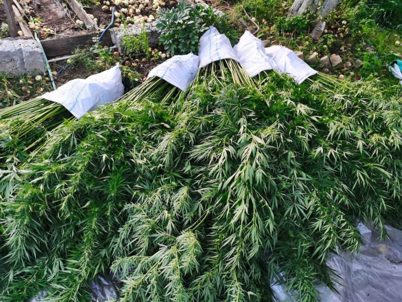 У жителя Тверской области изъяли более 3,3 тысяч кустов конопли
