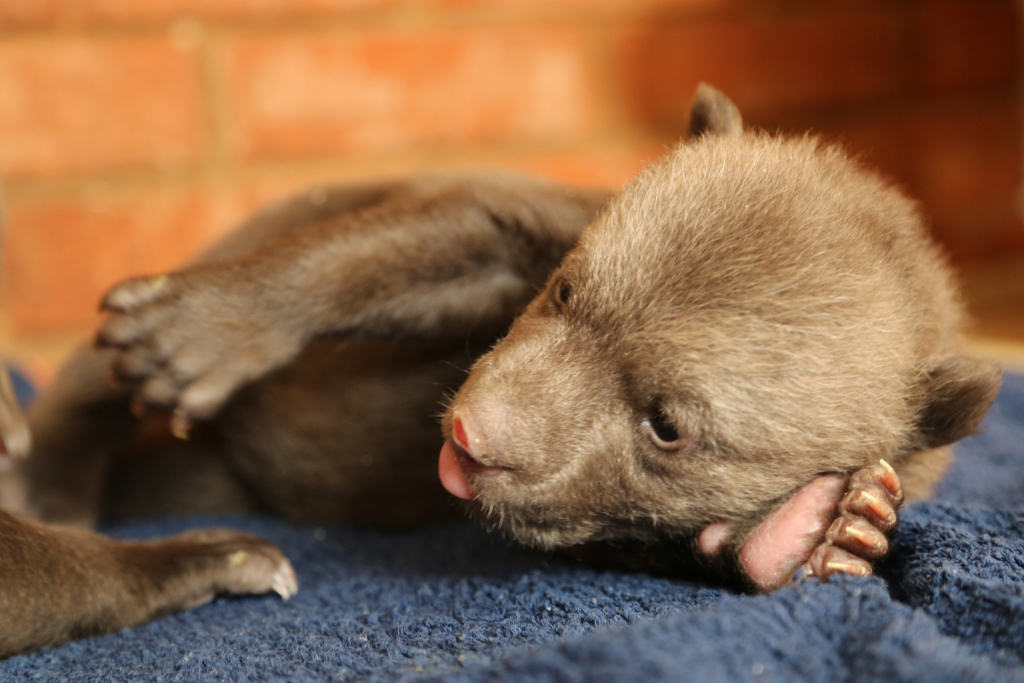 Центре спасения медвежат-сирот в Тверской области у Чука и Гека открылись глазки